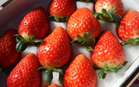 いちご 食べ比べ 3品種 4トレイ1600g ※2025年12月中旬～2026年2月中旬頃に順次発送予定