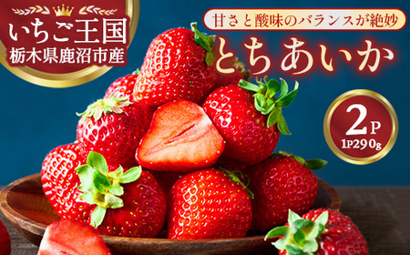 鹿沼市産 とちあいか（290g×2パック） | いちご イチゴ 苺 栃木県 果物 くだもの フルーツ とちあいか 新鮮 贈答 ギフト ※離島への配送不可 ※2026年1月上旬～3月下旬頃に順次発送予定 6,390円