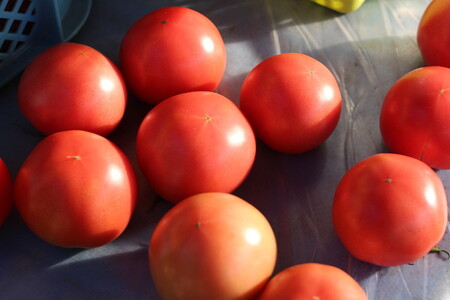 トマト 2kg | 田島農園 野菜 トマト ミニトマト 濃厚 贈り物 新鮮 高糖度 リコピン ビタミン 美容 健康