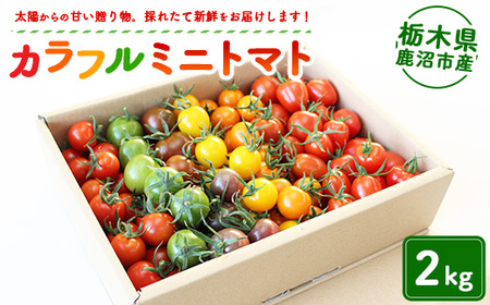 カラフルミニトマト 2kg | 田島農園 野菜 トマト ミニトマト 濃厚 贈り物 新鮮 高糖度 リコピン ビタミン 美容 健康