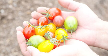 根本農園のカラフルミニトマト 約1.6kg | 野菜 トマト ミニトマト 水切り 濃厚 贈り物 新鮮 ビタミン 美容 健康 ※2026年1月上旬～4月下旬頃に順次発送予定