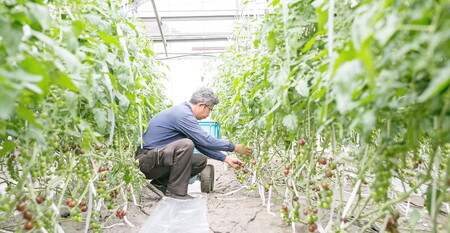 根本農園のカラフルミニトマト 約1.6kg | 野菜 トマト ミニトマト 水切り 濃厚 贈り物 新鮮 ビタミン 美容 健康 ※2026年1月上旬～4月下旬頃に順次発送予定