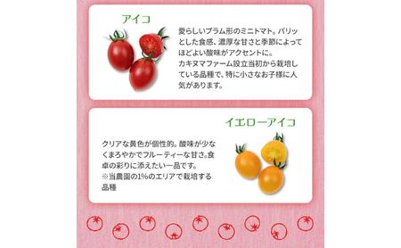 栃木県 鹿沼産 高糖度 フルーツトマト  ”とまおとめ”  食べ比べ  1kg 野菜 トマト フルーツトマト 食べ比べ 1kg お届け：2023年12月下旬～2024年6月上旬