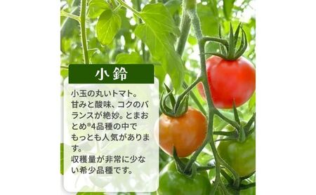 栃木県 鹿沼産 高糖度 フルーツトマト ”とまおとめ” 人気No.1品種 【小鈴】 1kg野菜 ※2025年12月下旬～2026年6月上旬頃に順次発送予定