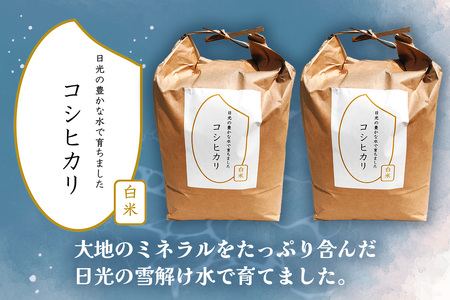 数量限定] 令和7年度産 コシヒカリ 白米10kg (5kg×2袋) 2025年度米 