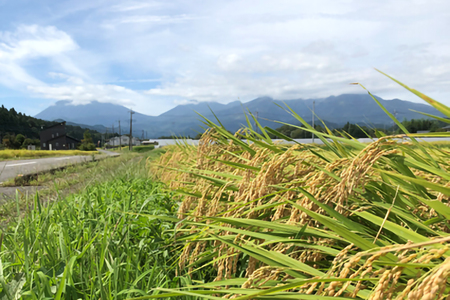 [定期便／3ヶ月 令和6年度産] ゆうだい21 玄米10kg(5kg×2袋)×3回｜数量限定 お米 ゆうだい 2024年度米 精米 玄米 国産 日光産 産地直送 [0408]