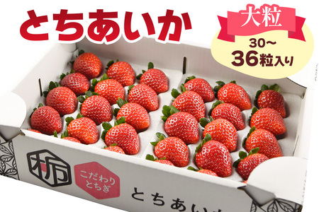 [先行予約] 大粒とちあいか 大箱入り 30粒から36粒入り[2025年12月中旬より順次発送]｜とちあいか いちご イチゴ 苺 大粒 果物 果実 フルーツ 産地直送 日光市産 栃木県産 数量限定 [0647]