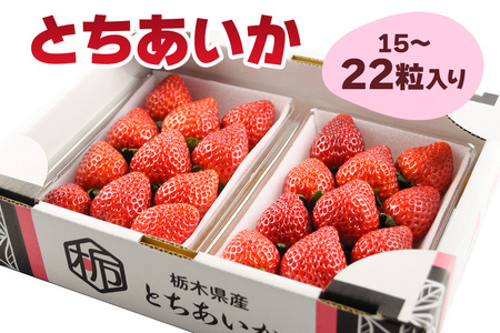 [先行予約] とちあいか (約15粒から22粒入り) [2025年12月中旬より順次発送]｜とちあいか いちご イチゴ 苺 大粒 果物 果実 フルーツ 産地直送 日光市産 栃木県産 数量限定 [0648]