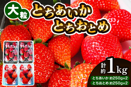 大粒とちあいか＋大粒とちおとめ 計4パック／約1kg (各2パック)《2026年1月上旬より順次発送》｜先行予約 とちあいか とちおとめ いちご イチゴ 苺 大粒 果物 果実 フルーツ 産地直送 日光市産 栃木県産 数量限定 [0782] 6,390円