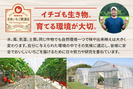 [2026年1月上旬より順次発送] 4種類の「完熟いちご」 食べ比べ！ Aセット 280g×4パック 日光の自然が育むいちご｜先行予約 期間限定 イチゴ 苺 フルーツ とちおとめ とちあいか スカイベリー ミルキーベリー 果物 産地直送 日光産 栃木県産 [0652]