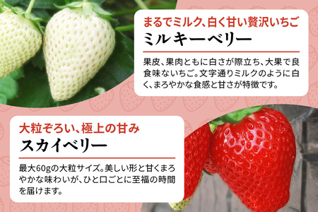 [2026年1月上旬より順次発送] 4種類の「完熟いちご」 食べ比べ！ Aセット 280g×4パック 日光の自然が育むいちご｜先行予約 期間限定 イチゴ 苺 フルーツ とちおとめ とちあいか スカイベリー ミルキーベリー 果物 産地直送 日光産 栃木県産 [0652]