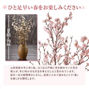 啓翁桜12本【1464588】