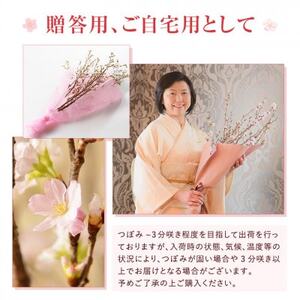 啓翁桜12本【1464588】