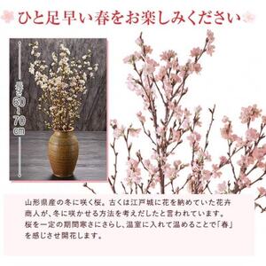 啓翁桜7本【1464589】