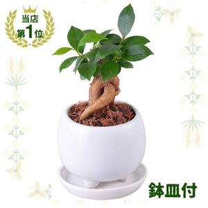 観葉植物 ミニ ガジュマル 陶器 鉢植【1492827】