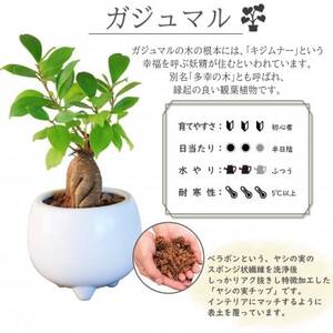 観葉植物 ミニ ガジュマル 陶器 鉢植【1492827】