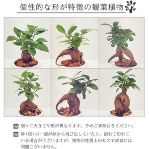 観葉植物 ミニ ガジュマル 陶器 鉢植【1492827】