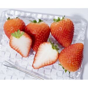 産地直送!!栃木県遠井農園の美味しいとちあいか【270g×2パック(1箱)】【配送不可地域：離島】【1518940】