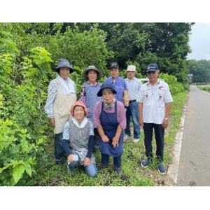 桑地区栽培　桑の葉パウダー100%　50g【1527331】