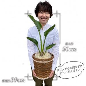 観葉植物 オーガスタ 鉢植 バスケット リビング【1539926】