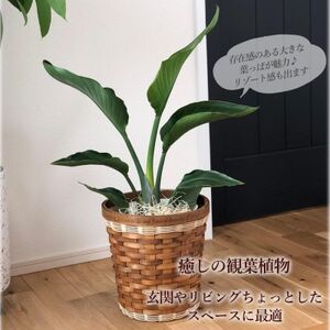 観葉植物 オーガスタ 鉢植 バスケット リビング【1539926】