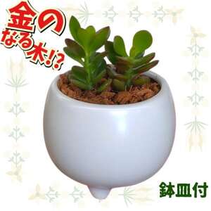 観葉植物 金のなる木 多肉植物 ミニ 陶器 鉢植え【1541051】