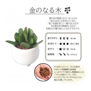 観葉植物 金のなる木 多肉植物 ミニ 陶器 鉢植え【1541051】