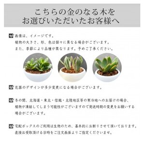 観葉植物 金のなる木 多肉植物 ミニ 陶器 鉢植え【1541051】