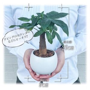 観葉植物 ミニ パキラ 陶器 鉢植【1543947】