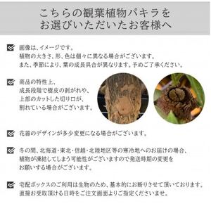 観葉植物 ミニ パキラ 陶器 鉢植【1543947】
