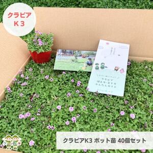 グランドカバー植物「クラピアK3」ポット苗40ポットセット【お申込書返信後、ご希望日に合わせて発送】【1570185】