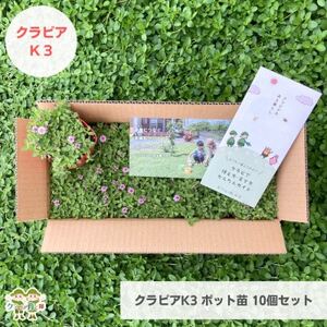 グランドカバー植物「クラピアK3」ポット苗10ポットセット【お申込書返信後、ご希望日に合わせて発送】【1570189】