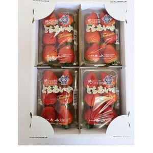 【いちご王国の逸品】栃木県産「とちあいか」260g×4p【配送不可地域：離島・北海道・沖縄県・中国・四国・九州】【1592862】