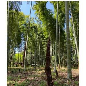 純国産おやまメンマ思いの竹　元部　200g×5パック【1596544】