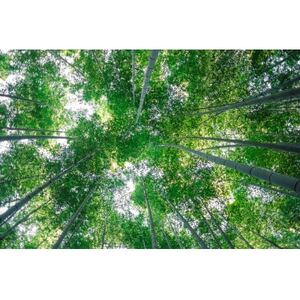 純国産おやまメンマ思いの竹　穂先　200g×5パック【1596558】