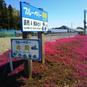 冷凍ブルーベリー1.5kg:大粒完熟〈8月以降出荷〉【配送不可地域：離島】【1121929】