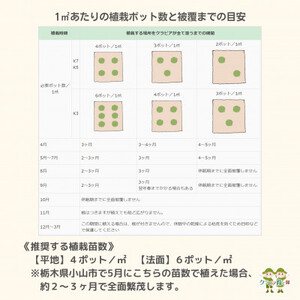 グランドカバー植物「クラピアK7」10ポット苗セット【お申込書返信後、ご希望日に合わせて発送】【1339000】 | 栃木県小山市 | ふるさと納税 サイト「ふるなび」