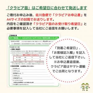 グランドカバー植物「クラピアK7」20ポット苗セット【お申込書返信後、ご希望日に合わせて発送】【1339002】