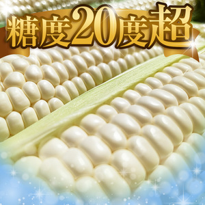 【先行予約】トウモロコシ王子の「美白の甘姫」8本 