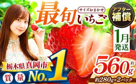 大人気! 最旬とちあいか 約560g 2パック いちご