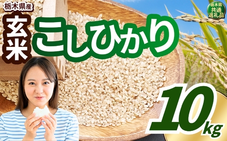 こしひかり 玄米 約10kg