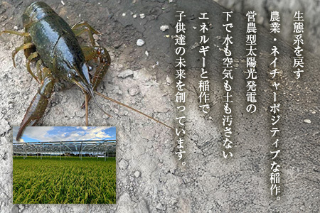 有機米 にじのきらめき 精米 5kg