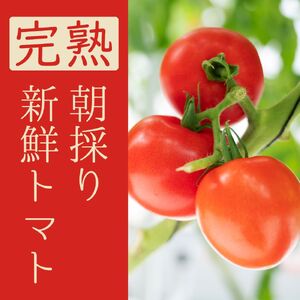 太陽の恵みをたっぷり浴びた はにかみトマト 3kg ミニトマト  真岡市 栃木