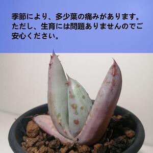 アロエ・アクレアータ Aloe aculeata_栃木県大田原市生産品_Bear‘s palm