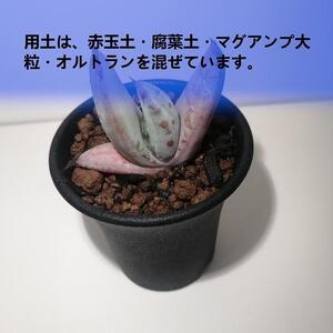 アロエ・アクレアータ　Aloe aculeata_栃木県大田原市生産品_Bear‘s palm