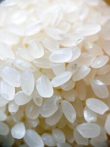 栃木県大田原市YOZE FARMさんのコシヒカリ令和7年度産　白米5kg