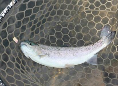 キングフィッシャー1日入場券5枚セット【男性】／ルアー・フライフィッシング専用管理釣り場