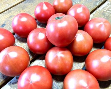 【2026年2月~5月収穫・発送】渡邉農園の「五峰美トマト」1箱 約2kg 栃木県大田原市産