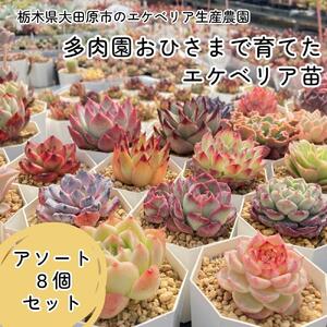 【多肉植物】エケベリア苗アソート8個セット