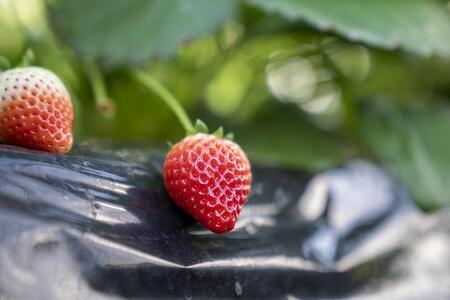 【スムージー・かんたんジャムに最適】冷凍いちごとちあいかフレッシュフローズン（500ｇ×2袋）